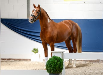 Poni alemán, Semental, 3 años, 152 cm, Alazán