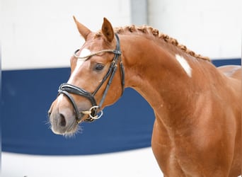 Poni alemán, Semental, 3 años, 152 cm, Alazán