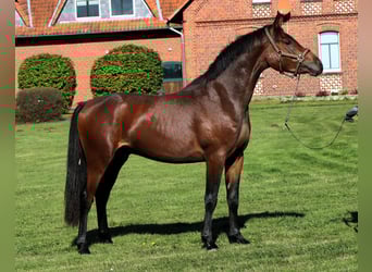 Poni alemán, Semental, 3 años, 153 cm, Castaño