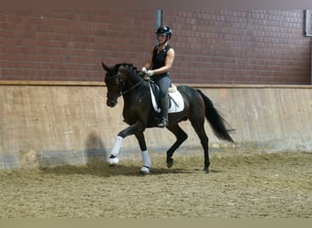 Poni alemán Mestizo, Semental, 3 años, 154 cm, Castaño oscuro