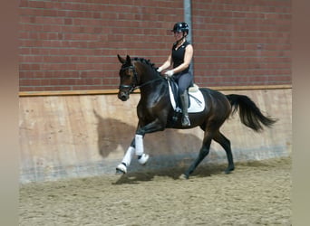 Poni alemán Mestizo, Semental, 3 años, 154 cm, Castaño oscuro