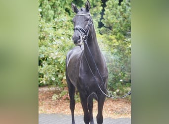 Poni alemán Mestizo, Semental, 3 años, 154 cm, Castaño oscuro