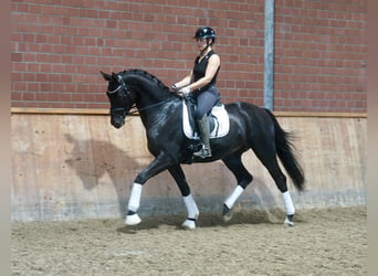 Poni alemán Mestizo, Semental, 3 años, 154 cm, Castaño oscuro