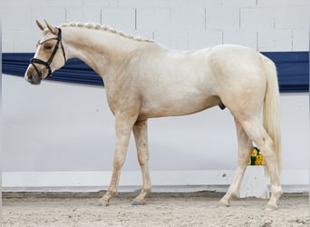 Poni alemán, Semental, 3 años, 159 cm, Palomino