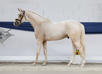 Poni alemán, Semental, 3 años, 159 cm, Palomino