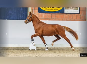 Poni alemán, Semental, 3 años, Alazán