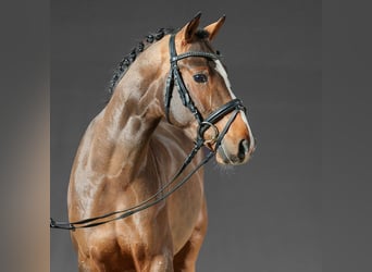 Poni alemán, Semental, 3 años, Castaño