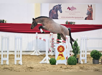 Poni alemán, Semental, 3 años, Castaño-ruano