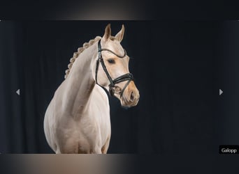 Poni alemán, Semental, 3 años, Palomino