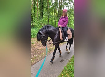 Poni alemán, Semental, 4 años, 140 cm, Negro