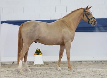 Poni alemán, Semental, 4 años, 144 cm, Alazán