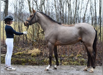 Poni alemán, Semental, 4 años, 145 cm, Buckskin/Bayo