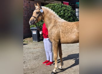 Poni alemán, Semental, 4 años, 145 cm, Palomino