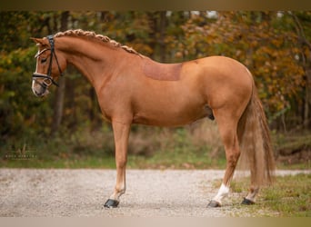 Poni alemán, Semental, 4 años, 146 cm, Alazán