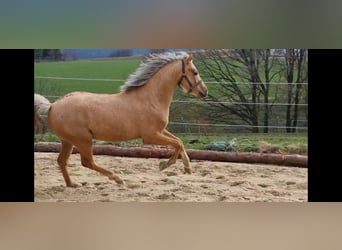 Poni alemán, Semental, 4 años, 146 cm, Buckskin/Bayo