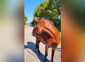 Poni alemán, Semental, 4 años, 146 cm, Castaño