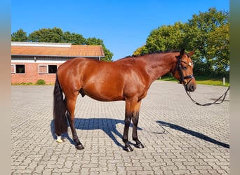 Poni alemán, Semental, 4 años, 146 cm, Castaño
