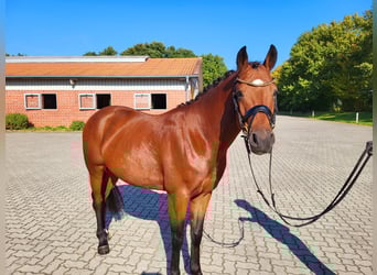 Poni alemán, Semental, 4 años, 146 cm, Castaño