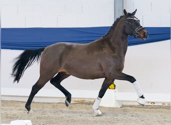 Poni alemán, Semental, 4 años, 146 cm, Castaño