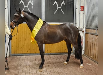 Poni alemán, Semental, 4 años, 146 cm, Castaño