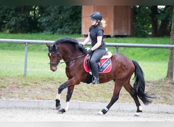 Poni alemán, Semental, 4 años, 146 cm, Castaño