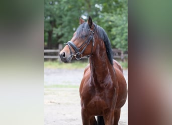 Poni alemán, Semental, 4 años, 146 cm, Castaño