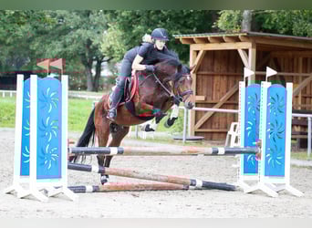 Poni alemán, Semental, 4 años, 146 cm, Castaño
