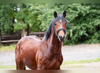 Poni alemán, Semental, 4 años, 146 cm, Castaño