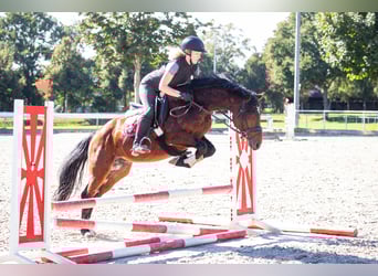 Poni alemán, Semental, 4 años, 146 cm, Castaño