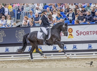 Poni alemán, Semental, 4 años, 146 cm, Negro