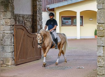 Poni alemán, Semental, 4 años, 146 cm, Palomino
