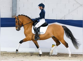 Poni alemán, Semental, 4 años, 147 cm, Bayo
