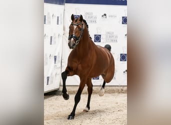 Poni alemán, Semental, 4 años, 147 cm, Castaño oscuro
