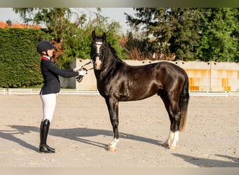Poni alemán, Semental, 4 años, 147 cm, Negro