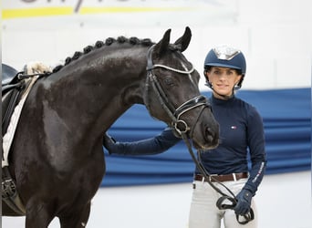 Poni alemán, Semental, 4 años, 147 cm, Negro