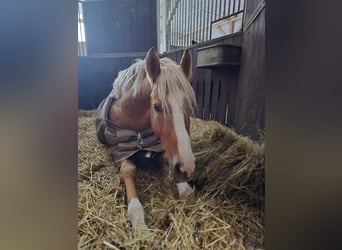Poni alemán, Semental, 4 años, 147 cm, Palomino