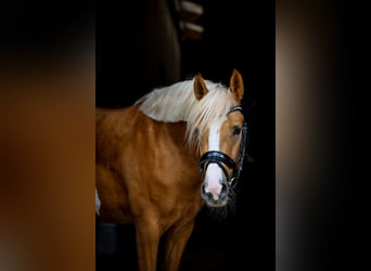 Poni alemán, Semental, 4 años, 147 cm, Palomino