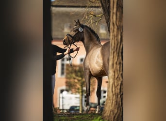 Poni alemán, Semental, 4 años, 148 cm, Buckskin/Bayo