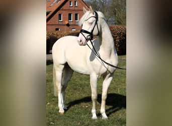 Poni alemán, Semental, 4 años, 148 cm, Cremello