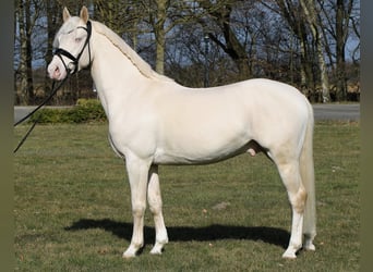 Poni alemán, Semental, 4 años, 148 cm, Cremello