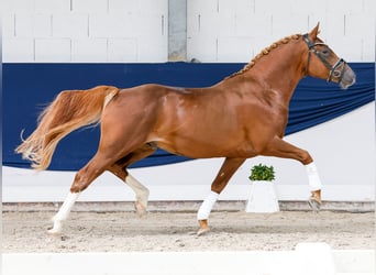 Poni alemán, Semental, 4 años, 149 cm, Alazán