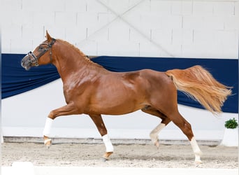 Poni alemán, Semental, 4 años, 149 cm, Alazán