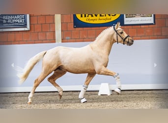 Poni alemán, Semental, 4 años, Palomino