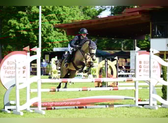 Poni alemán, Semental, 5 años, 144 cm, Buckskin/Bayo