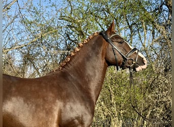 Poni alemán, Semental, 5 años, 145 cm, Alazán-tostado