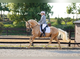 Poni alemán, Semental, 5 años, 146 cm, Palomino