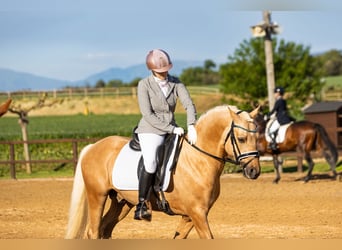 Poni alemán, Semental, 5 años, 146 cm, Palomino