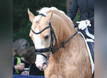 Poni alemán, Semental, 5 años, 146 cm, Palomino
