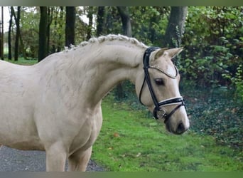 Poni alemán, Semental, 5 años, 146 cm, Palomino