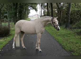 Poni alemán, Semental, 5 años, 146 cm, Palomino
